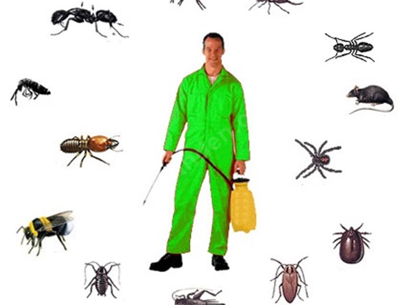 Çamaş Böcek İlaçlama